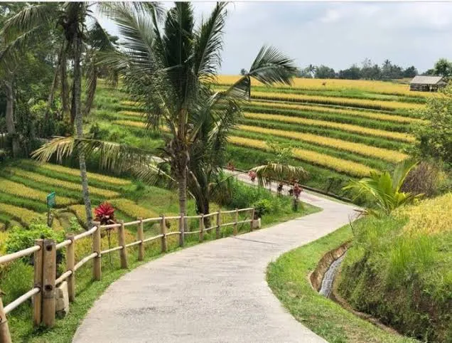 Jatiluwih Rice Terraces — 1