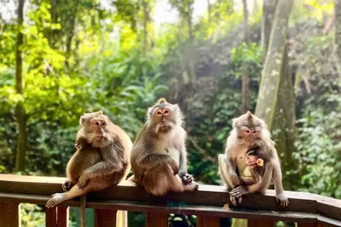 Long-tailed macaque among the trees of the Sacred Monkey Forest Sanctuary in Ubud, Bali